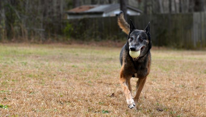 MWD retires, reunited with wingman