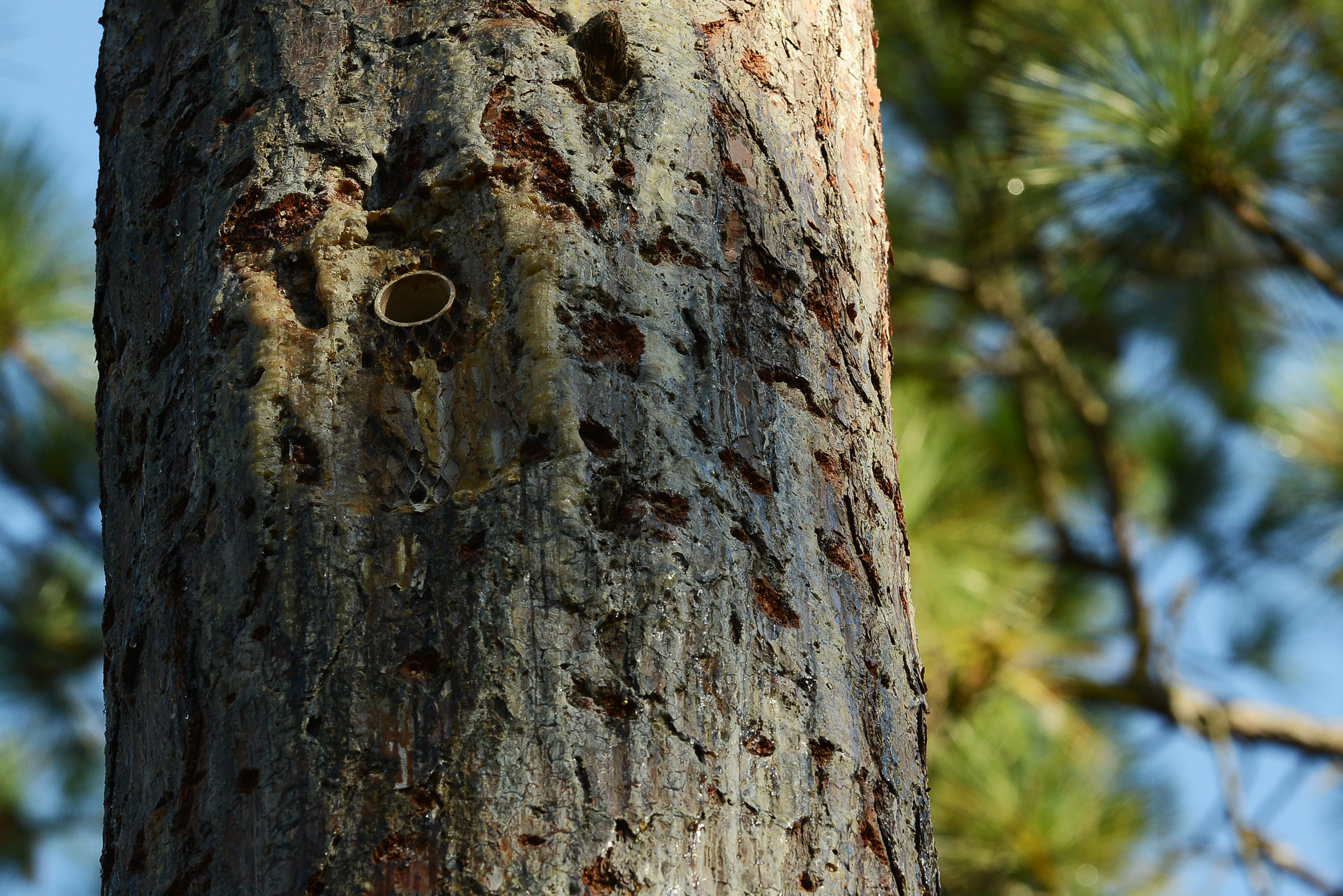 Close-up image of bark on a longleaf pine